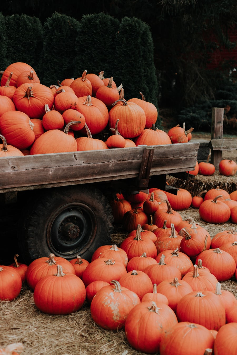  Decorating for Fall with Pumpkins in the garden