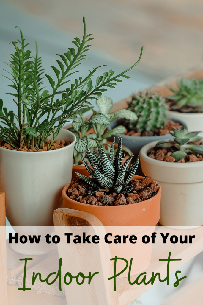 How to Take Care of Indoor Plants - Sandee Booth