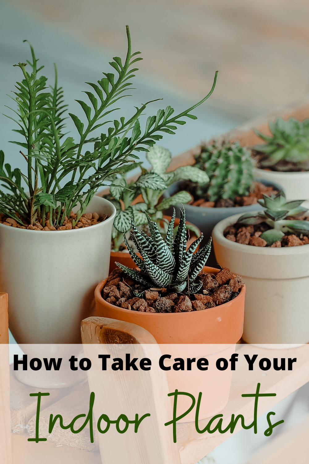 How to take care of indoor plants 